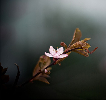 手机号测压网页